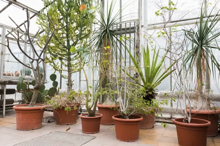Outdoor plants